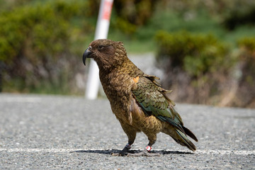kea parrot