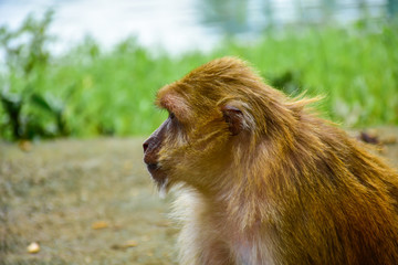 Monkey in Thailand