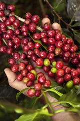 Coffee beans ripening on a tree