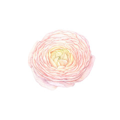 watercolor drawing pink ranunculus