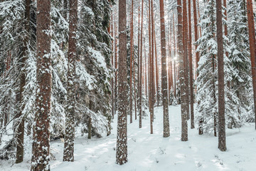 Pine forest in winter, frozen trees covered in snow, Winter in Europe
