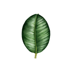 watercolor drawing leaf