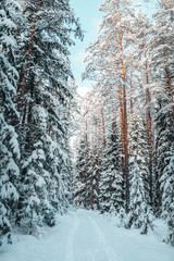 Pine forest in winter, frozen trees covered in snow, Winter in Europe