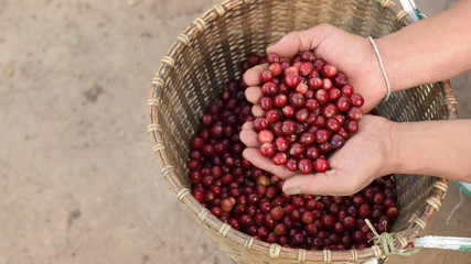  Close up of red berries coffee beans on agriculturist hand