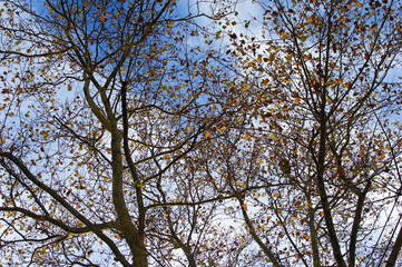Golden autumn leaves still clinging to the tangled silhouette of tree branches set against blue and white bright sky.
