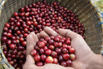  Close up of red berries coffee beans on agriculturist hand
