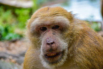 Obraz premium Monkey in Thailand