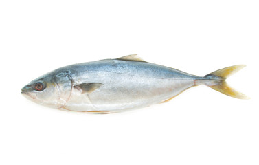 whitefish on white background