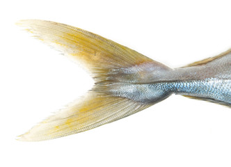 fish tail on white background