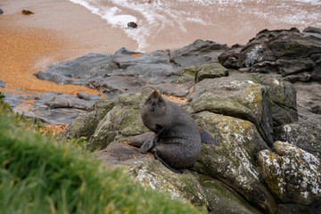 seal on a rock