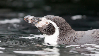 Naklejka premium Humboldt penguin