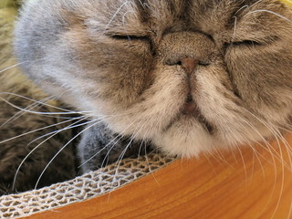 くつろぐ猫