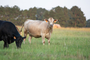 Beef cattle in a summer pasture