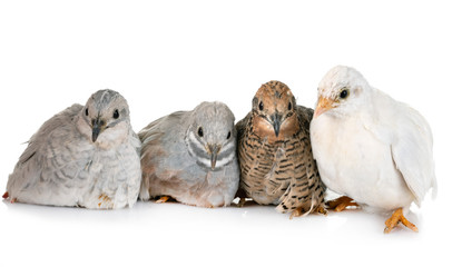 King quail in studio