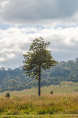 Beautiful Tree in Thung Salaeng Luang National Park, Savanna in National Park of Thailand