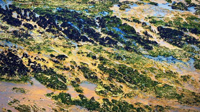 Texture of sandstone covered with algi on the coast of Normandy, France