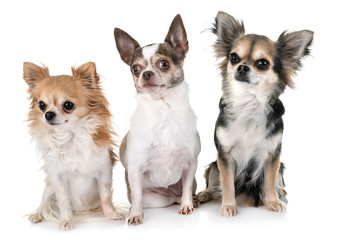 chihuahuas in studio