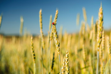Wheat field with a ladybug and countryside scenery.