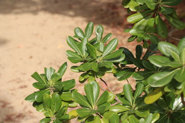 木の葉