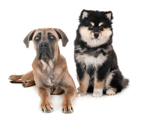young cane corso and Finnish Lapphund
