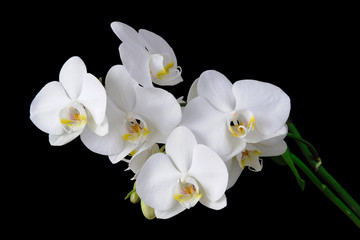 white orchid flowers on a black background