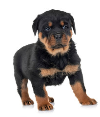 puppy rottweiler in studio