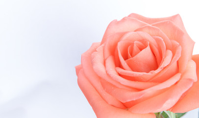 Top view of single pink rose with copy space - Water drop on the flower