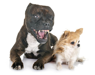 staffordshire bull terrier and chihuahua