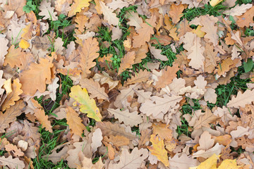 dry oak leaves on green grass, texture, background