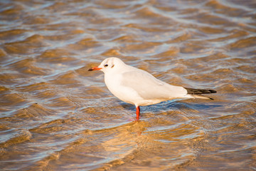 black headed gull in the surf of the Baltic sea