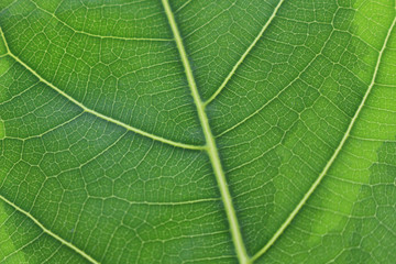 フィカス・アルテシマの葉