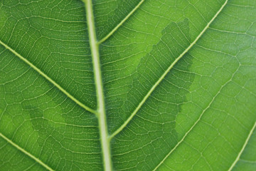 フィカス・アルテシマの葉