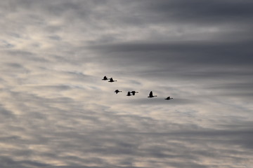 Sunset Geese