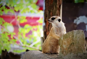 meerkat 