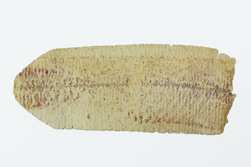 cuttlefish rolled  sea food close up  image.