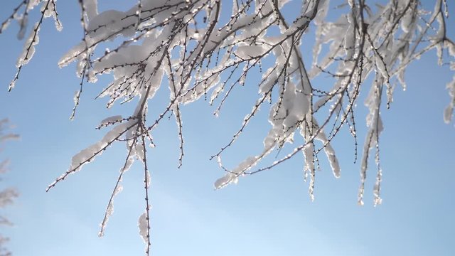 dry frozen elm in the ice branches tree winter day snow In the snow sunlight sun glare beautiful landscape. Dry tree elm branch on a white background nature against the blue sky. slow motion video