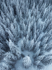 Full frame shot of snow covered pine forest trees from above,natural winter landscape wallpaper