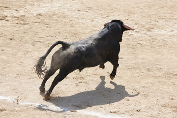 Fighting bull in the arena. Bullring. Toro bravo. Spain