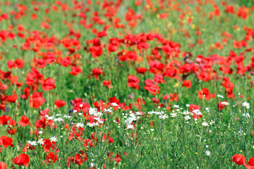 chamomile and poppies flower in spring nature background