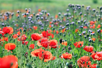 poppy flower meadow in spring