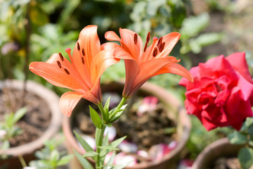 Obraz premium A branch of Trumpet vine or trumpet creeper (Campsis radicans) flower, known as cow itch or hummingbird vine, in bloom with seeds and leaves, growing in summer. Popular woodland in Asia and UK