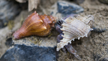 2 sea shells on the ground