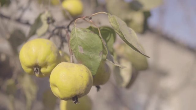 Quinces on the tree. Cinematic color style. S-log 4k video
