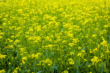Obraz premium Panoramic view of blossoming oil seed field. Beautiful countryside rural summer landscape with blooming rapeseed. . Canola at spring time in india village. With copy scape room for text.