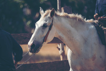 Portrait of a white horse in farm