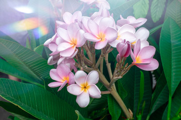 Fototapeta premium bouquet of pink plumeria flowers and green leaf background with light on top side