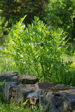 Lovage in a garden / Levisticum officinale