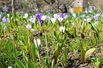 Obraz premium spring crocus flowers