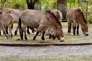 Family of Przewalski horses in the zoo