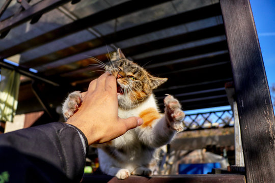 A domestic cat jumping on the hand for a purpose bite into my hand. A colorful cat with green eyes repeatedly playing and attacking my hand.